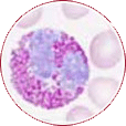 Quick facts WBC Diff